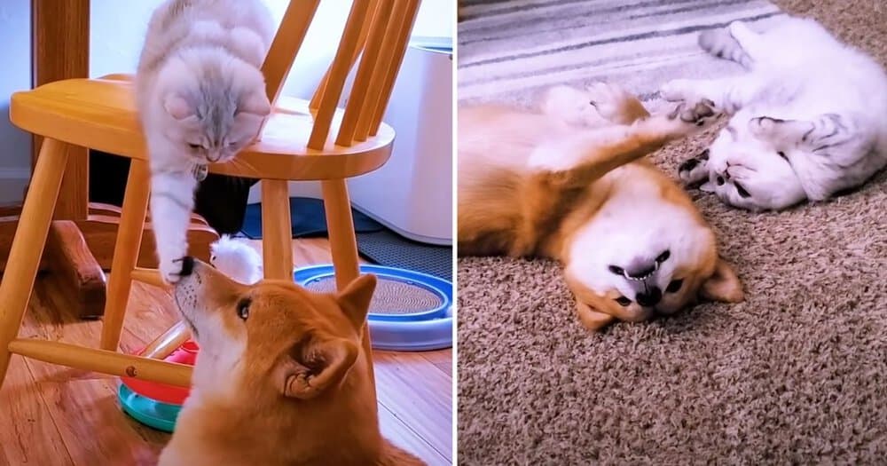 From Doubts To Devotion How Cairo The Dog And Sultan The Cat Became Best Friends