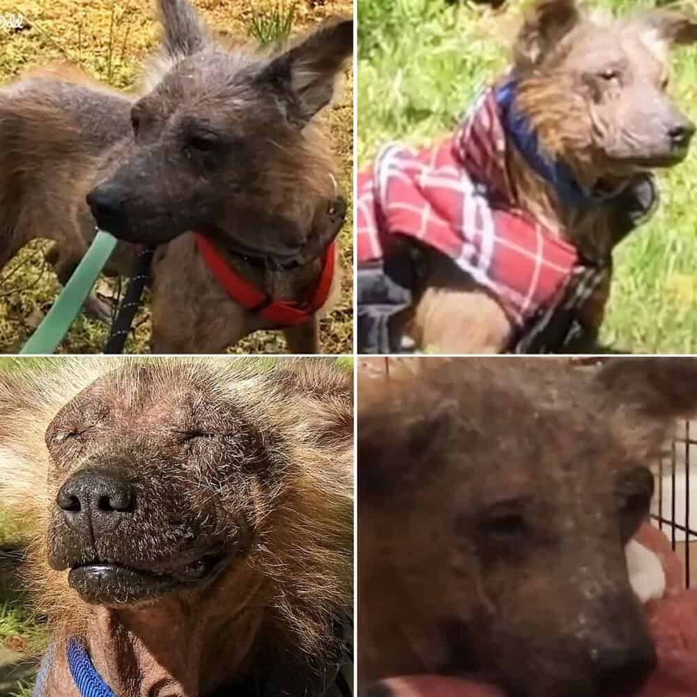 From Fearful To Flourishing How Griff The Dog Found Courage And Love