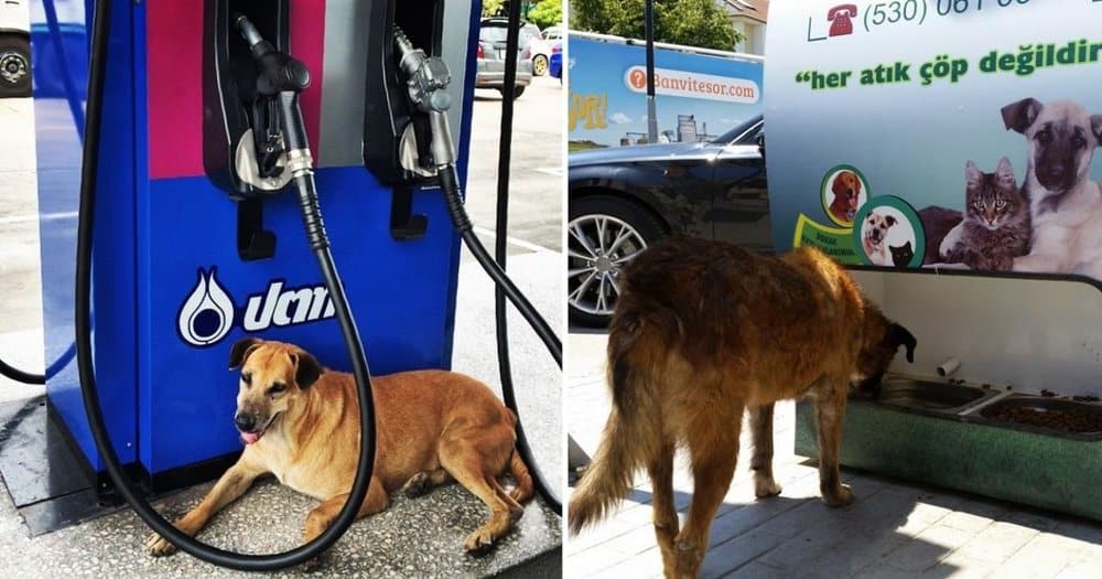 Gas Station Attendant Rescues Lost Dog In The Us