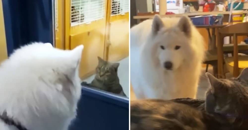 Giant Dog Can't Resist Swooning Over Every Cat He Sees