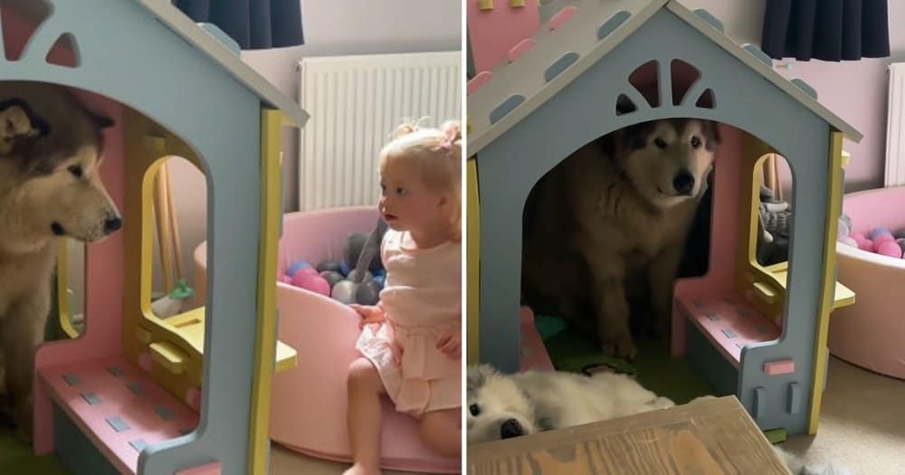 Giant Malamute Hides In Dollhouse To Avoid Bath Time