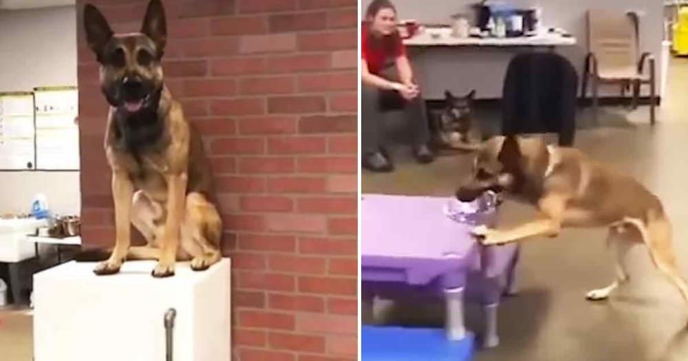 Goofy Belgian Malinois Fails Service Dog School, But Wins Hearts