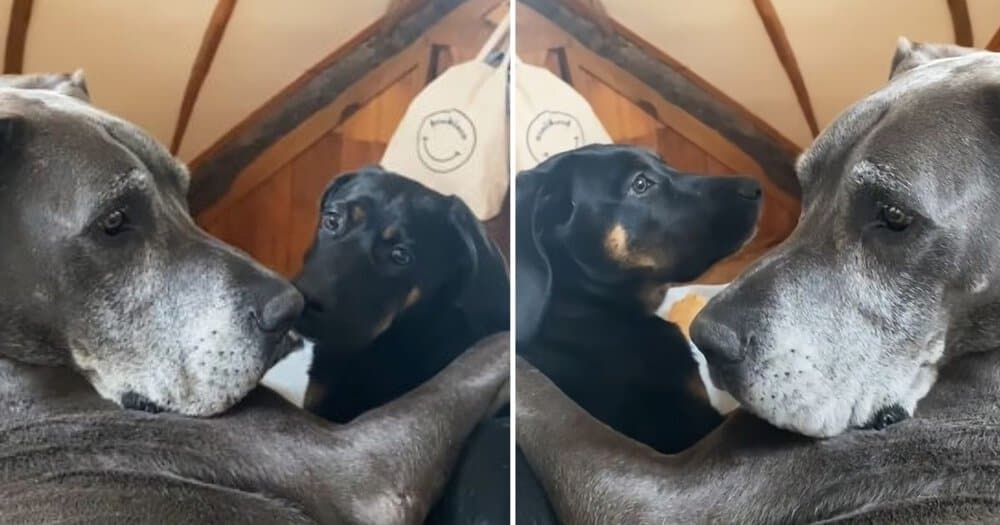 Grumpy Old Dog Finds Love With New Puppy