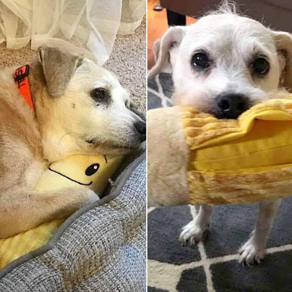 Heartwarming Story 20 Years Old Dog's Devotion To Her Stuffed Banana Captivates The Internet