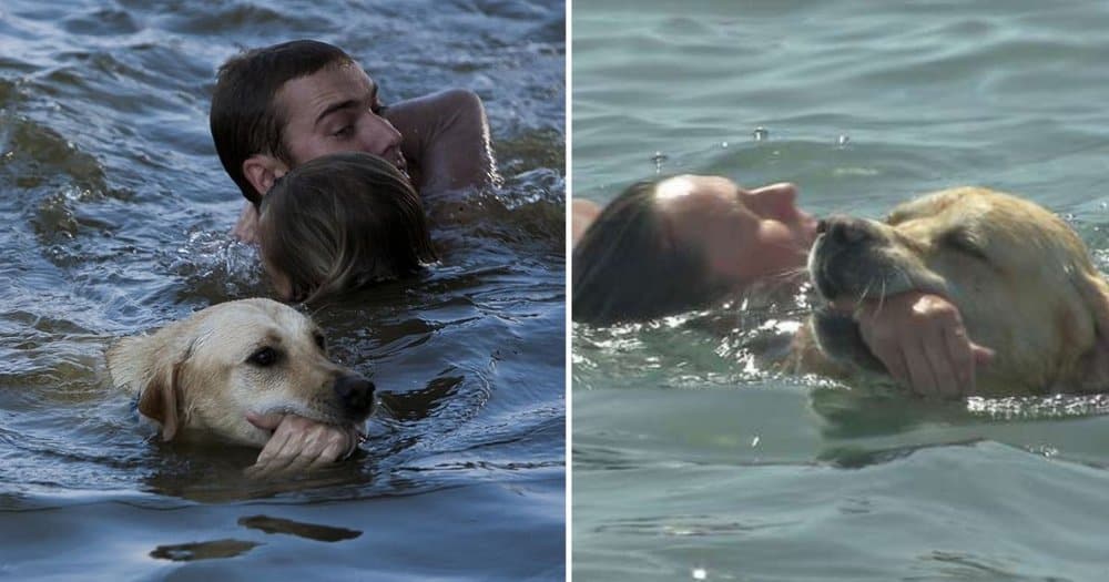 Heroic Dog Saves Owner From River, Earns Local Admiration