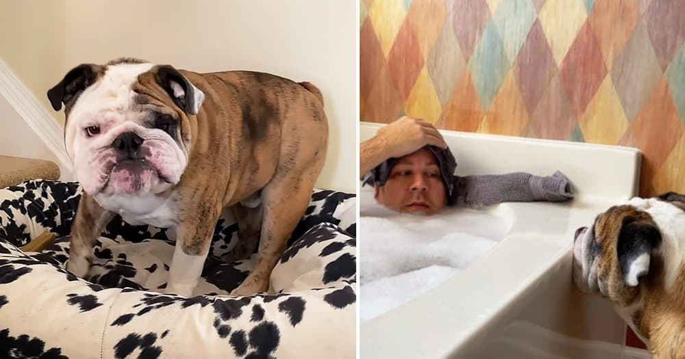 Hilarious Bulldog Reveals 10 Reasons Why You Might Think Twice About Owning One
