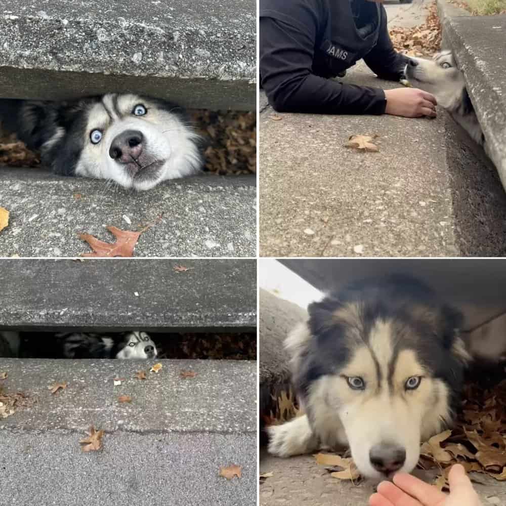 Husky Rescued After Getting Stuck In Sewer Drain