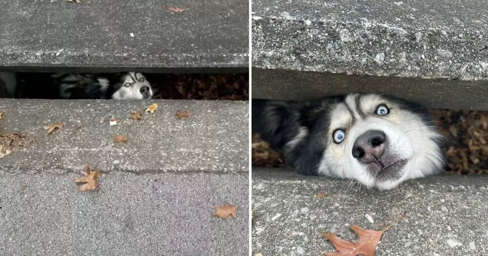 Husky Trapped In Sewer Rescued By Lexington Animal Control