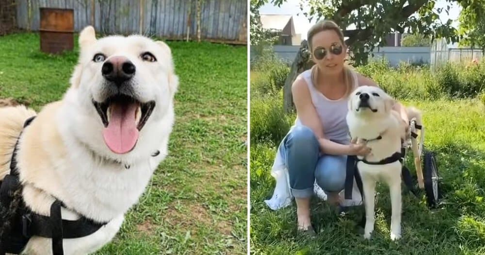 Injured Dog Richie’s Remarkable Recovery After Being Found In The Snow