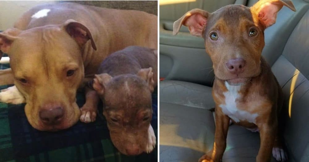 Joyful Puppy Can't Stop Wagging Her Tail As She Leaves The Shelter