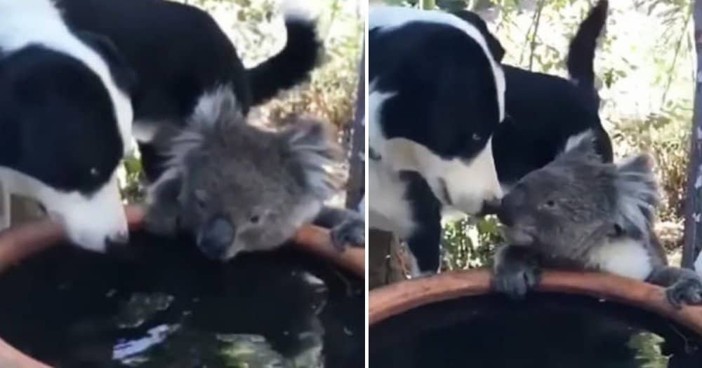 Koala And Dog Enjoy A Shared Drink At Family Fountain