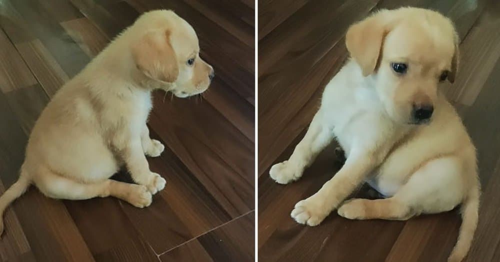 Labrador Puppy’s Adorable Confusion Over Recorded Barking Wins Hearts Online