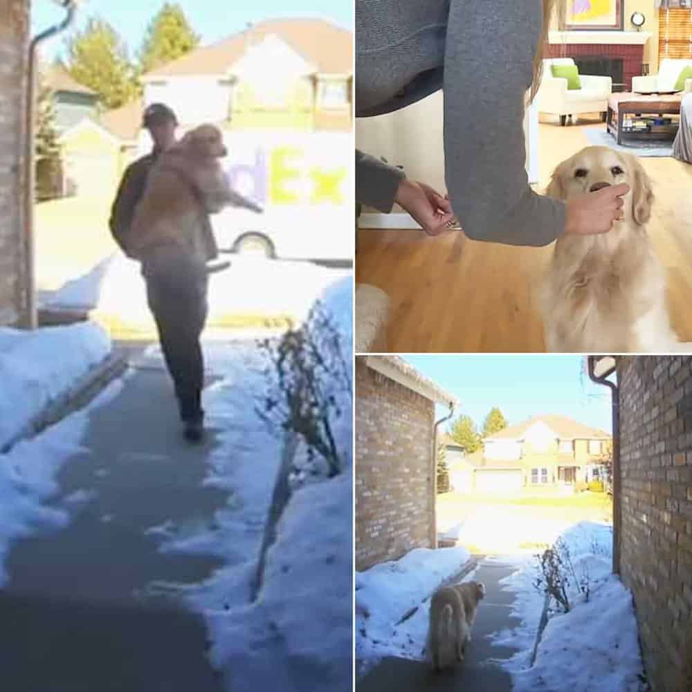 Lost Golden Retriever Reunited With Family By Kind Fedex Driver
