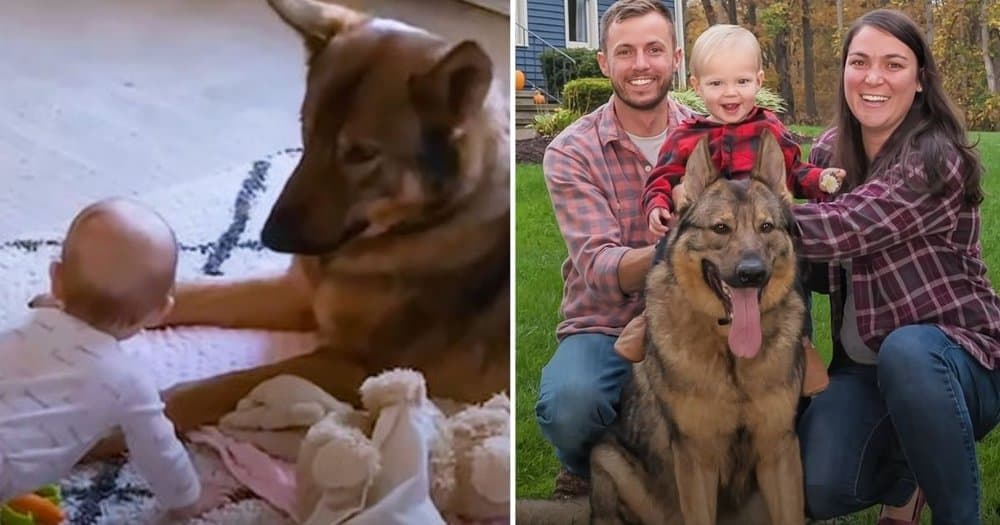 Loyal Dog Shows His Softer Side When His Little Sister Arrives