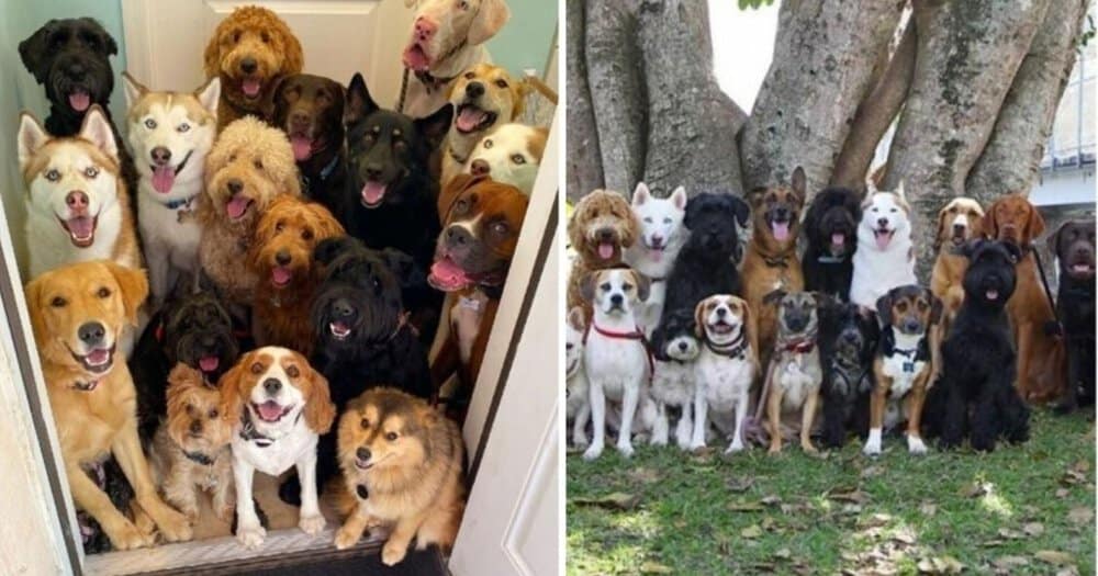Man Rescues 350 Dogs, Offering Them A Safe Haven And Unconditional Love