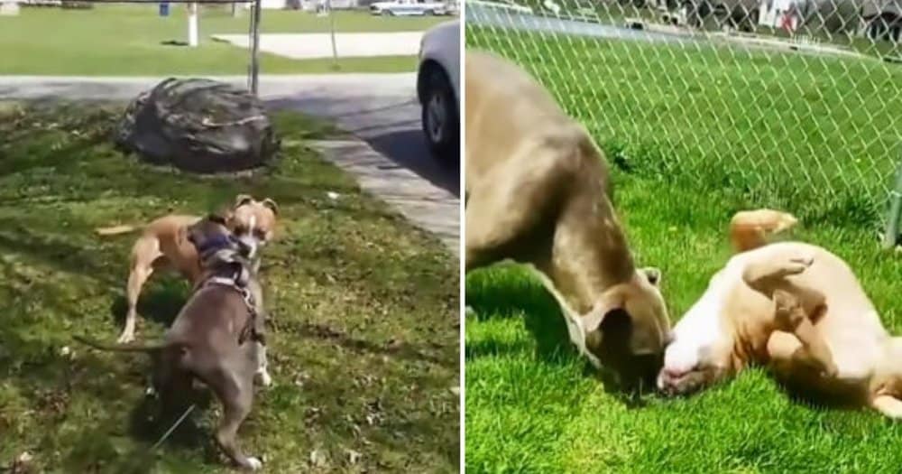 Man Reunites His Dog's Best Friend By Adopting Him From Shelter