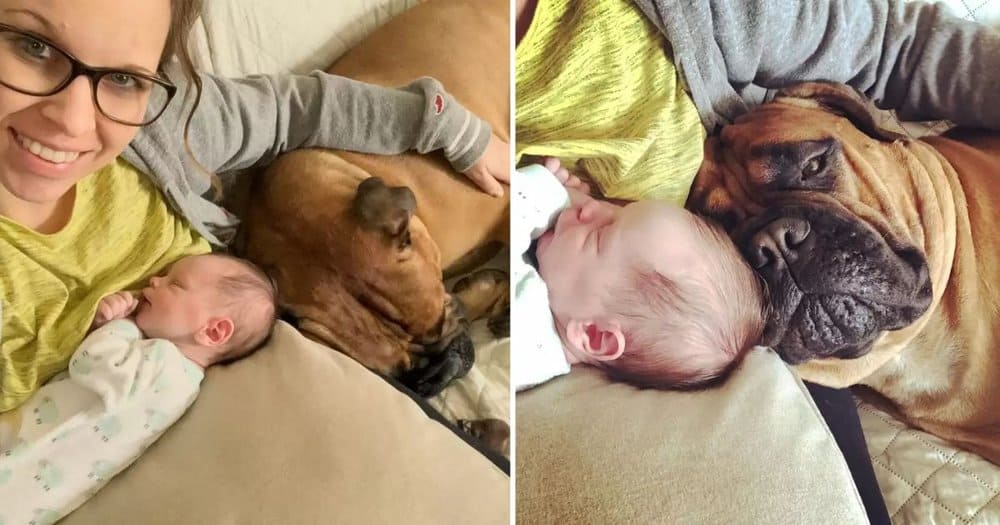 Mika The Dog Touches Hearts Worldwide With Heartfelt Gesture Toward Newborn