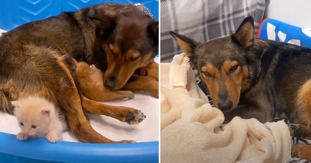 Orphaned Kittens Find A New Mother In A Dog Who Lost Her Puppies