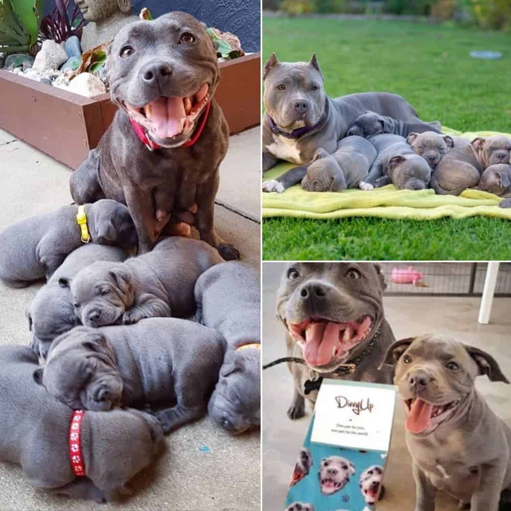 Pitbull Mother Welcomes Six Adorable Puppies, Spreading Joy And Love