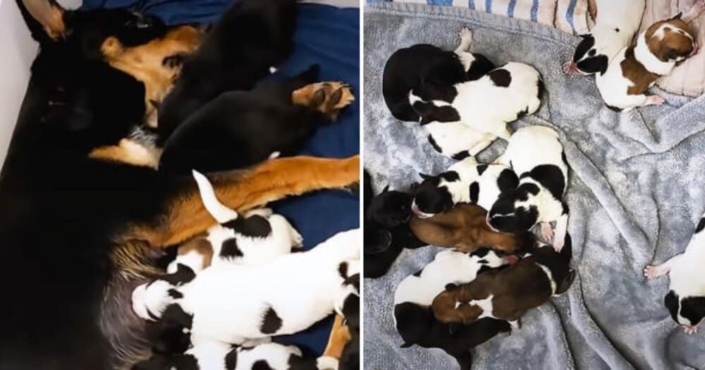 Pregnant Rescue Dog Delivers An Unexpectedly Large Litter