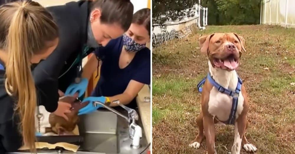 Quick Action Saves Dog From Choking On Tennis Ball