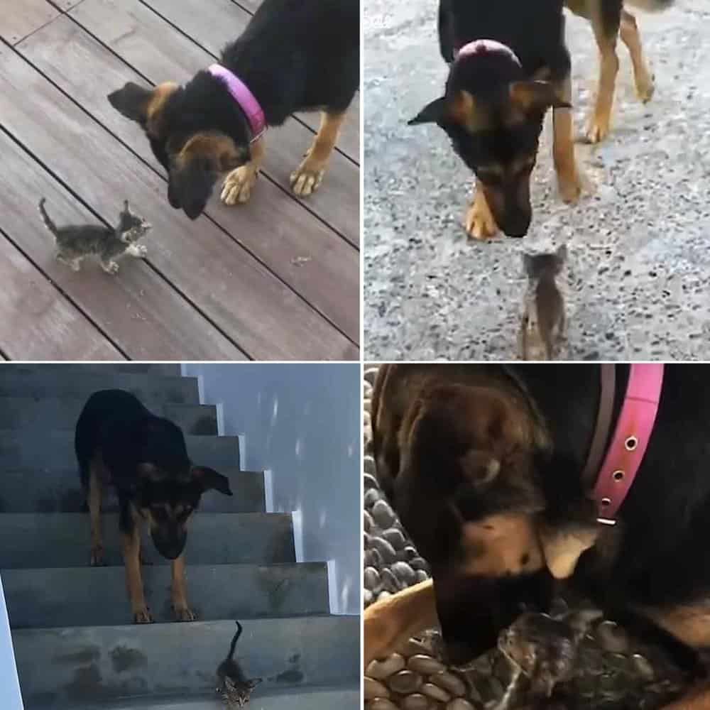 Rescue Cat Forms Heartwarming Bond With Family’s Senior Dog