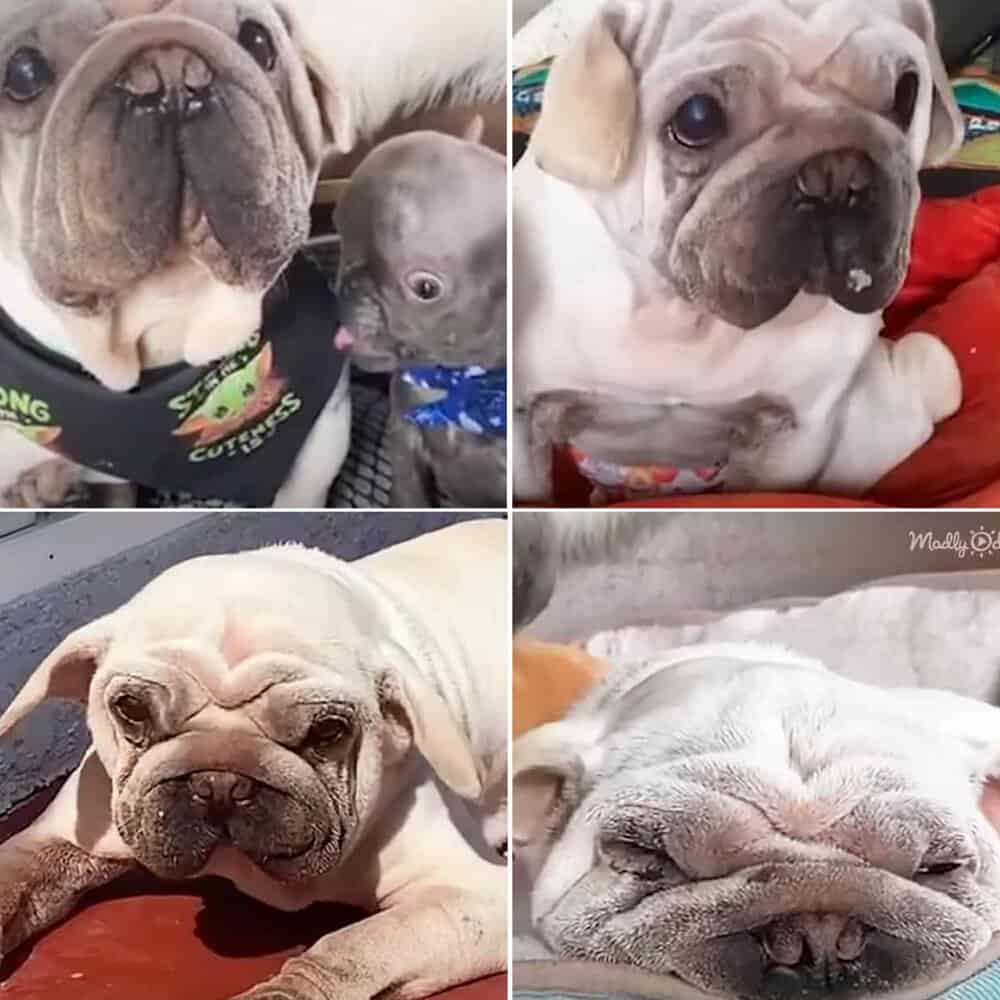 Rescue Dog Finds A Unique Companion In Adorable Little Sister