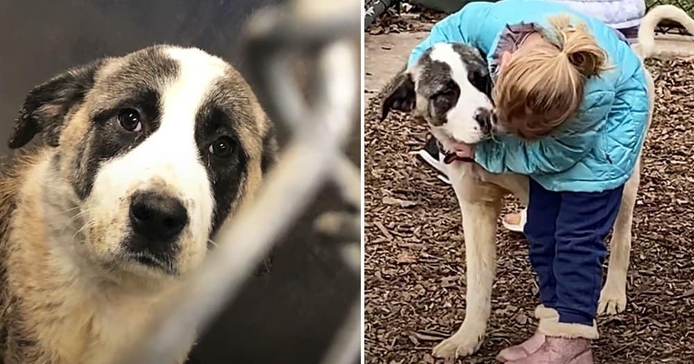 Rescued Dog Enjoys First Cheeseburger After Six Years In A Crate