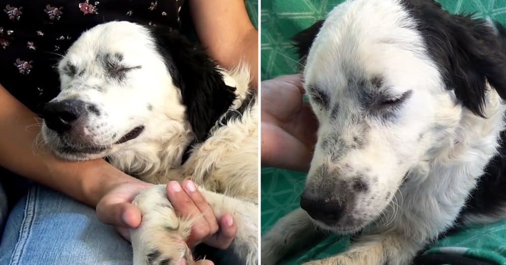 Rescued Dog Finds Peace And Comfort After A Life Of Hardship