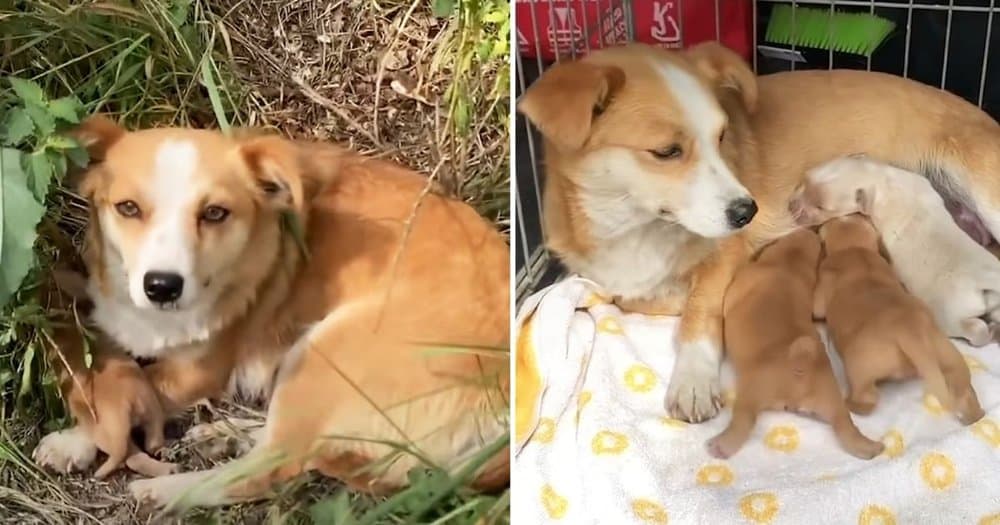 Rescued Mama Dog And Puppies Find New Hope After Abandonment