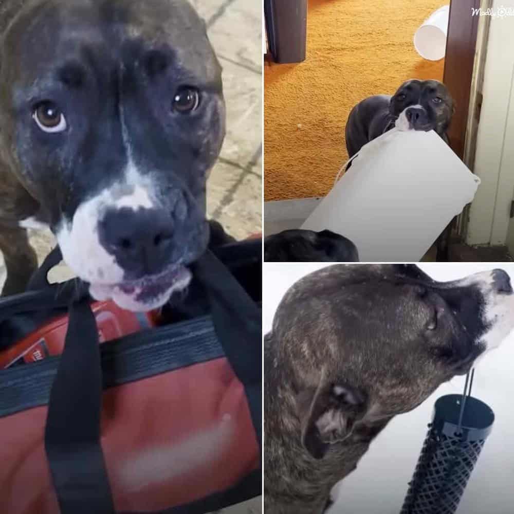 Rescued Pitbull Becomes A Helpful Companion, Assisting With Groceries And Bird Feeding