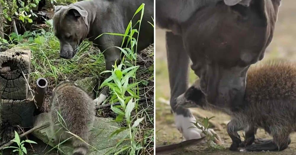 Rescued Raccoon Thrives With Help From Mama Dog