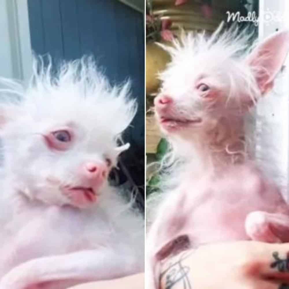 Rescued Stray Dog Confounds With Unique Appearance