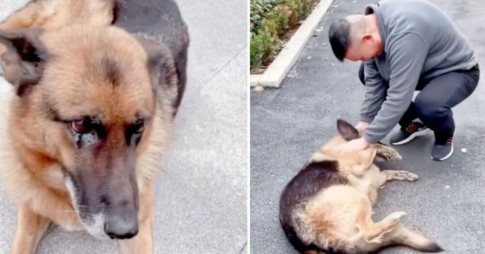 Retired Police Dog Reunites With Former Handler In Emotional Encounter