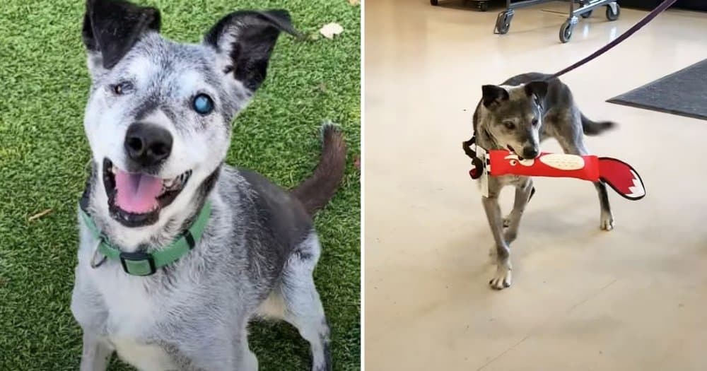 Senior Dog Finds New Joy In Life After Being Adopted By Foster Parent