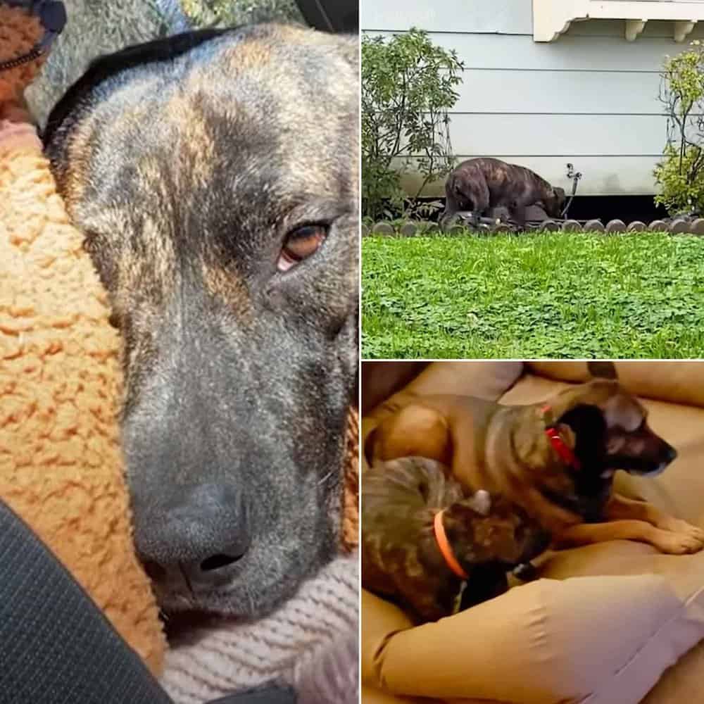 Senior Dog Helps Rescue Homeless Mama Dog