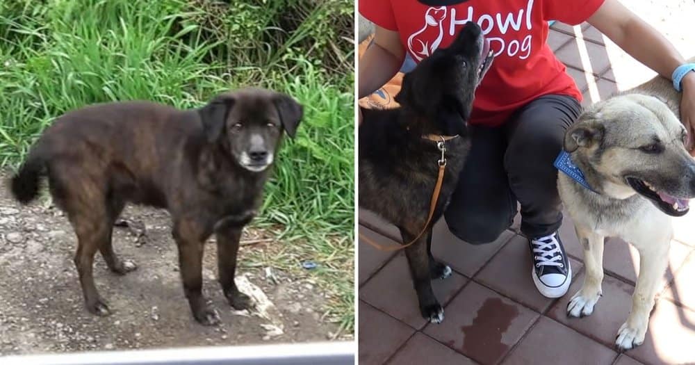 Senior Dog Rescued Just In Time By Kindhearted Rescuers