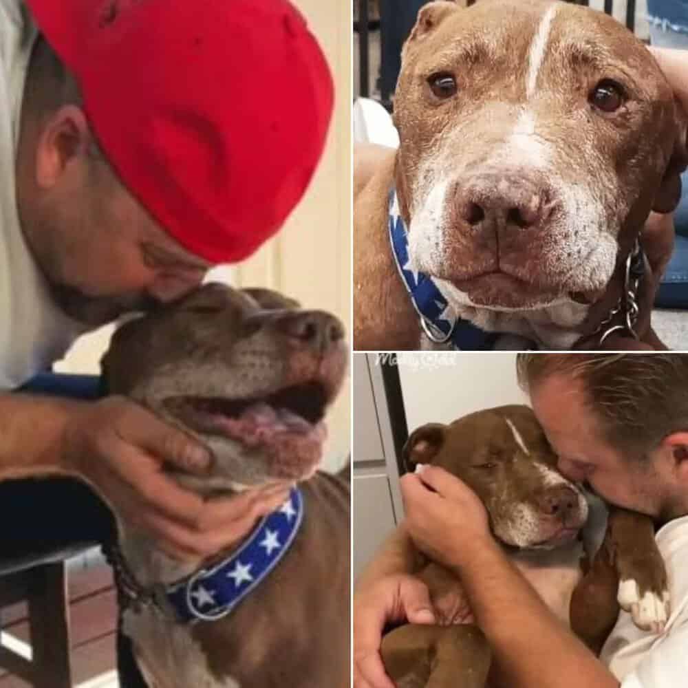 Senior Shelter Dog Finds Loving Home With New Family