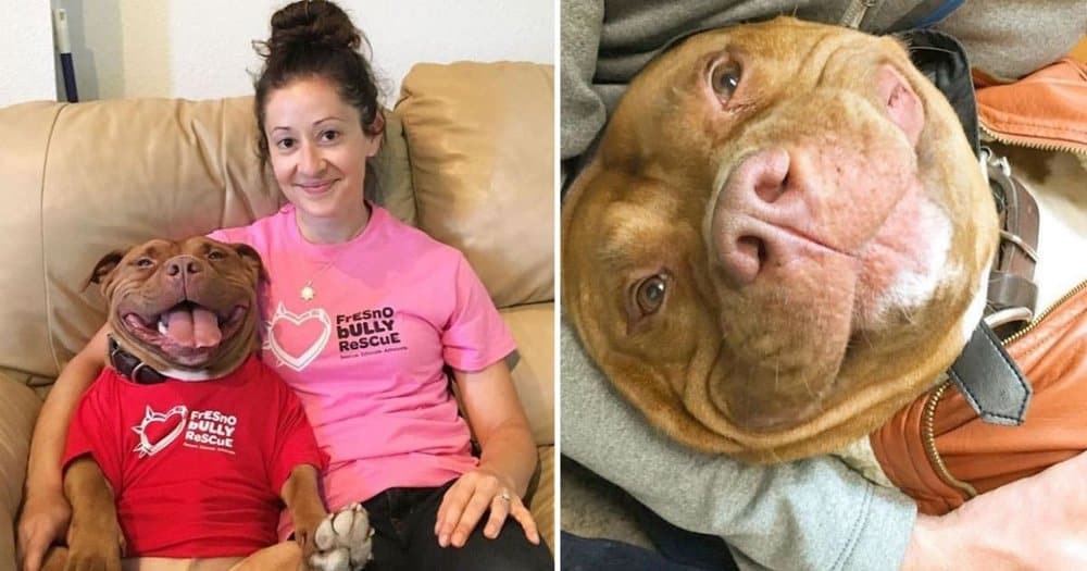 Shelter Pit Bull Finds Happiness And A Forever Home, Always Sporting A Smile