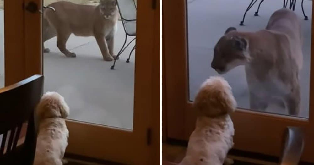 Small Dog Bravely Defends Home From Mountain Lion