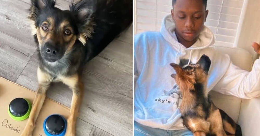 Smart Rescue Dog Loves Playing Hide And Seek With Her Owner