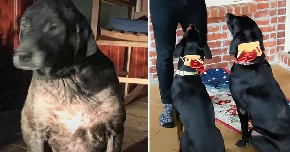 Stray Dog Finds A New Home After A Long Journey