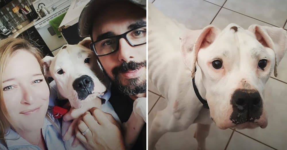 Stray Dog Rescued And Nurtured Back To Health By Caring Couple