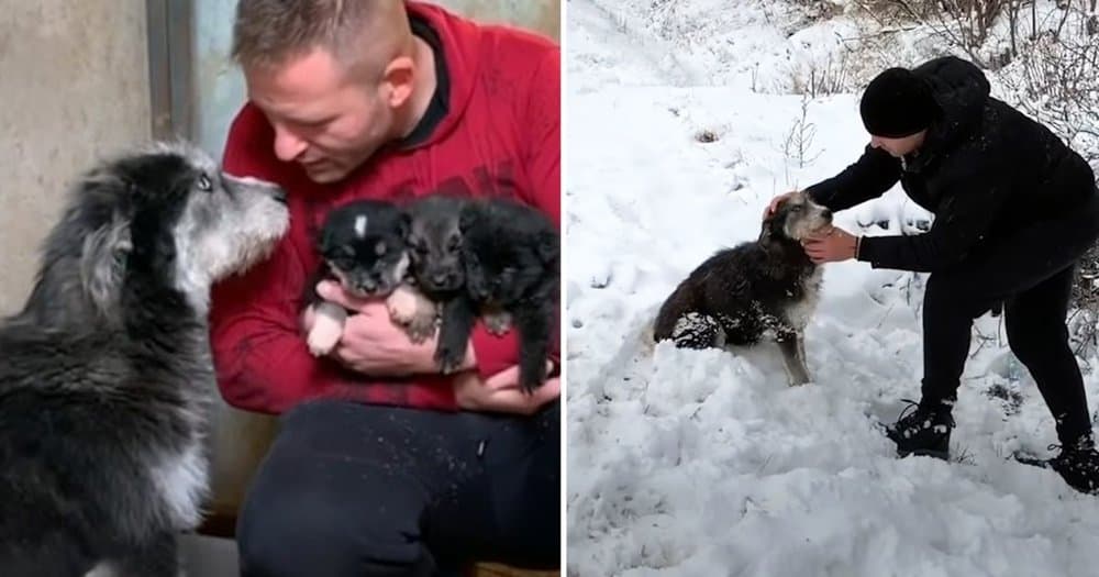 Stray Dog Seeks Help From A Kind Stranger To Save Her Pups