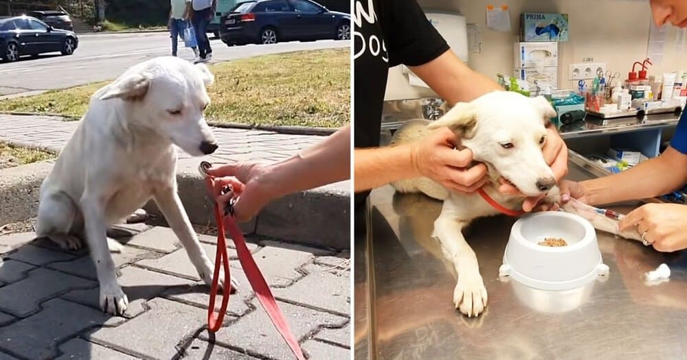 Stray Dog In Romania Finds A Loving Home After Following People For Help