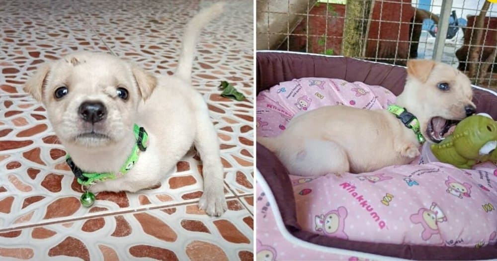 Street Born Puppy With Deformed Legs Finds A Loving Home Begins A New Chapter