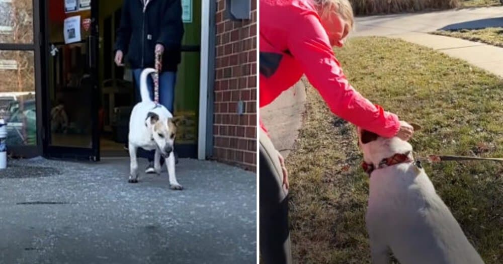 Sweet Dog Finds A Loving Home After 5 Years In Shelter