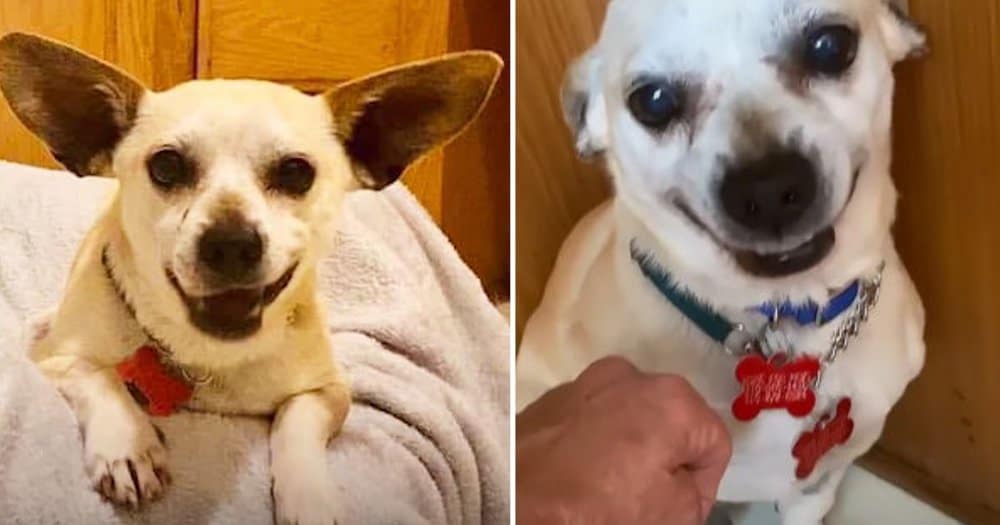 Terrified Rescue Dog Finds Trust And Joy Through Patience And Care