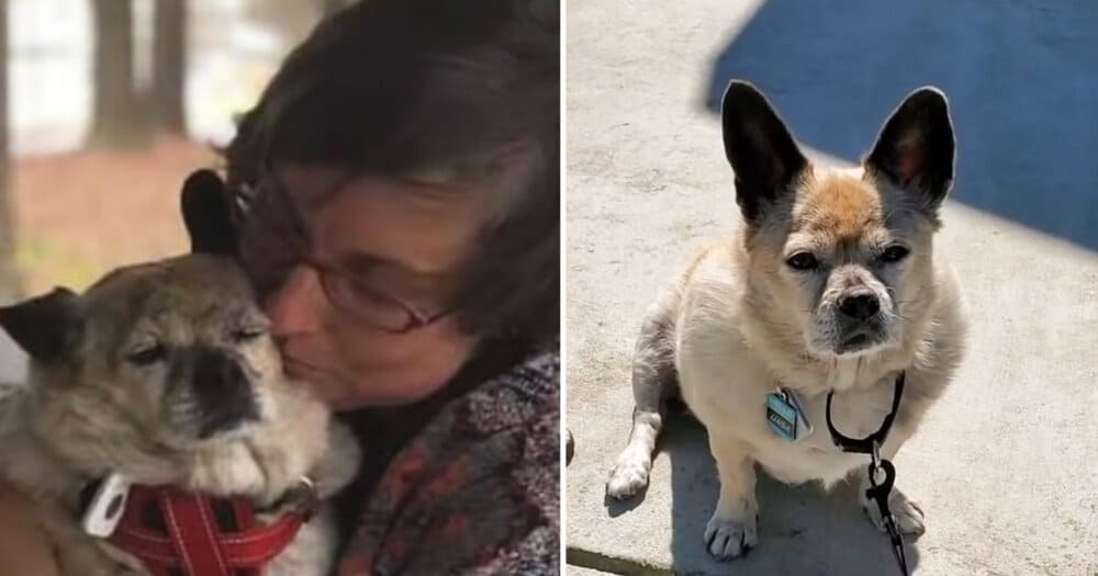 Tiny Dog Believes She's A Cat And Acts The Part