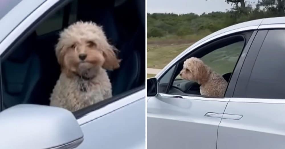 Tiny Dog Caught In Driver's Seat Of A Tesla With No Human In Sight